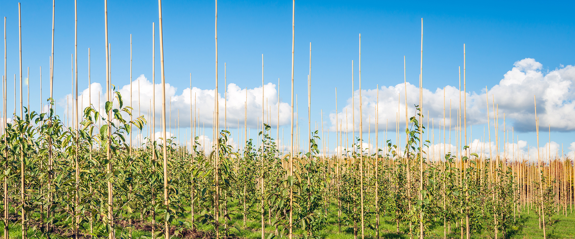 bamboo stakes