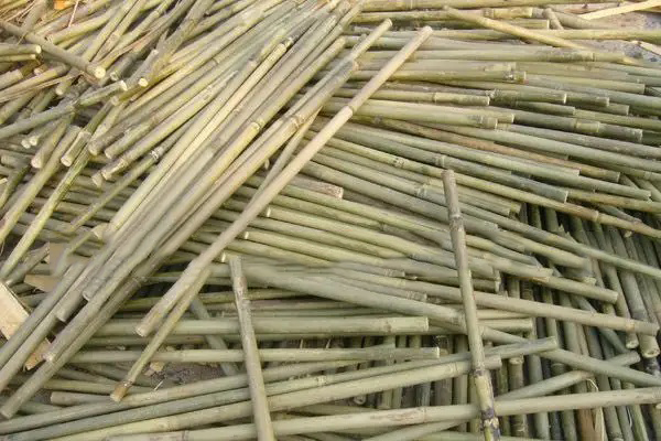 How to make a bamboo fishing pole? - Wellco Industries