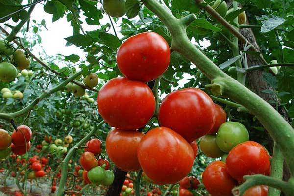 tomato planting