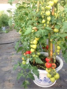 how to make tomato stakes from bamboo