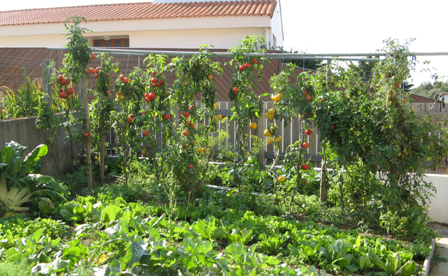 bamboo tomato stakes lowes