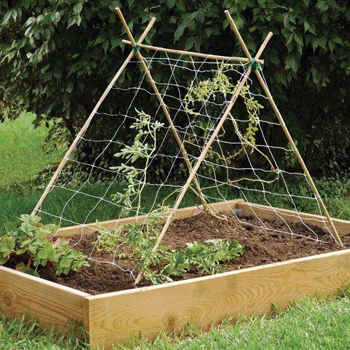 tomato cages vs bamboo stakes