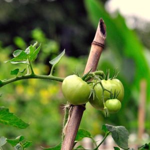 tomato stakes bamboo