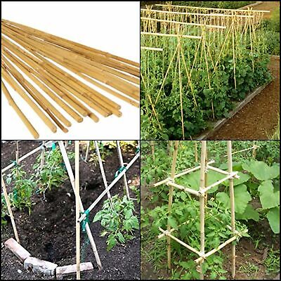 bamboo for tomato stakes