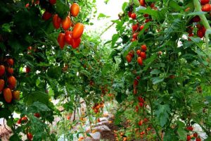 bamboo stakes tomato plants