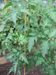 bamboo tomato stakes