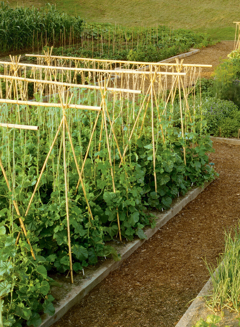 supporting tomato plant with bamboo stakes