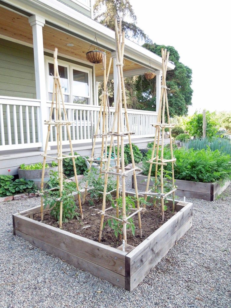 bamboo stakes vs tomato cages