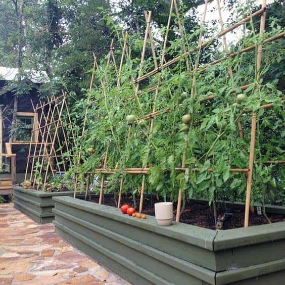 bamboo stake trellis