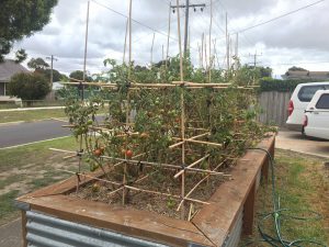 using bamboo in the garden for tomato stakes