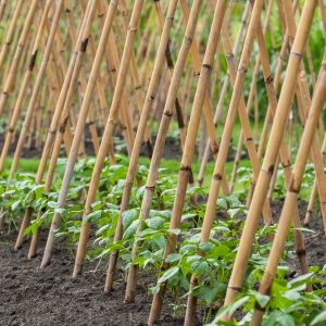 bamboo plant stake