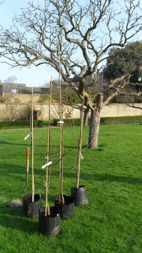 bamboo stakes for trees