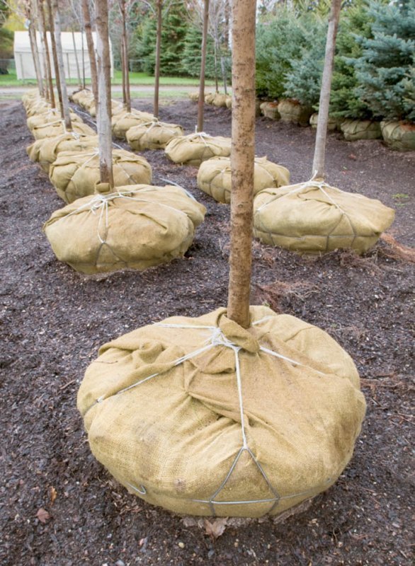 Burlap