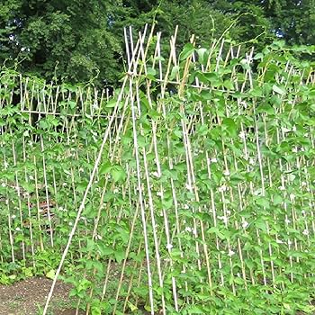 bamboo stakes suppliers