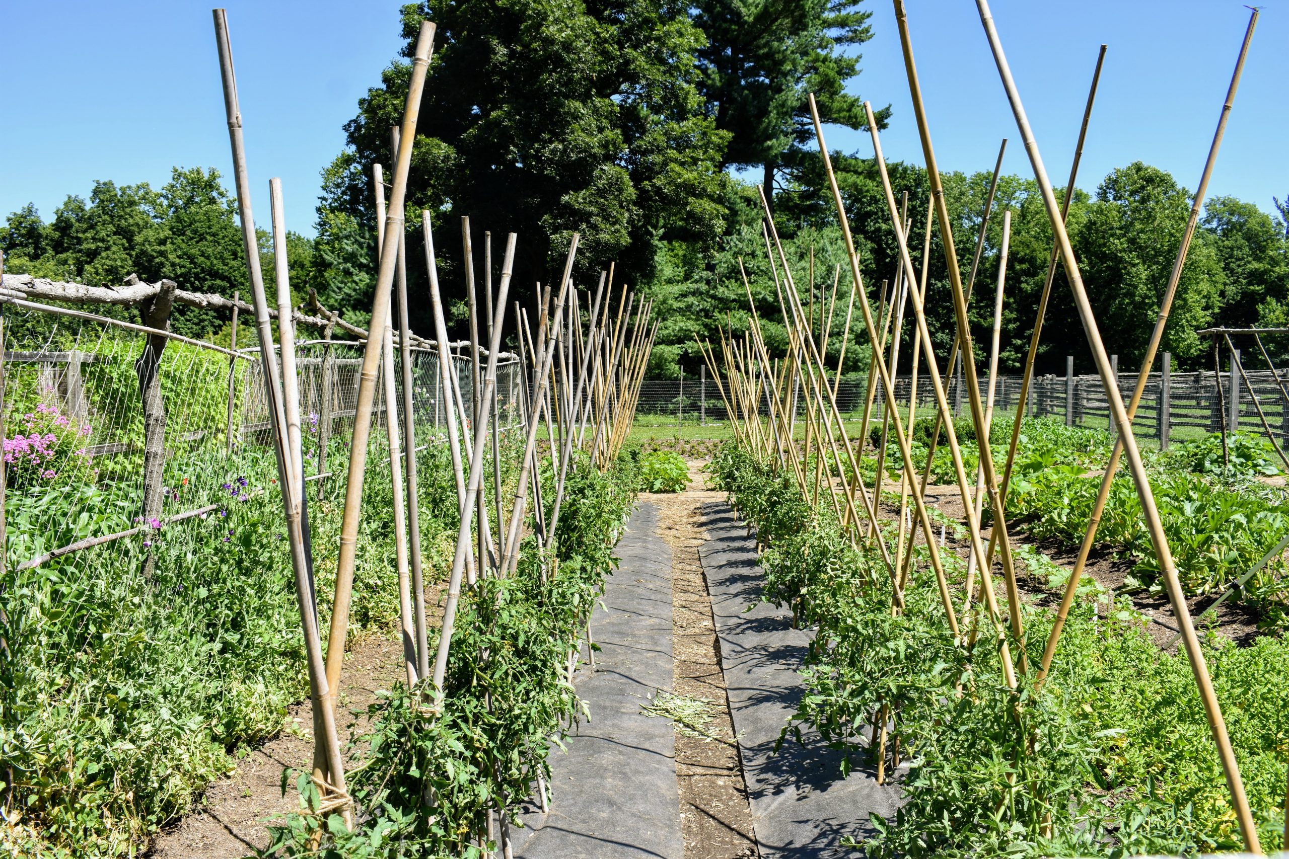 Bamboo Tomato Stakes