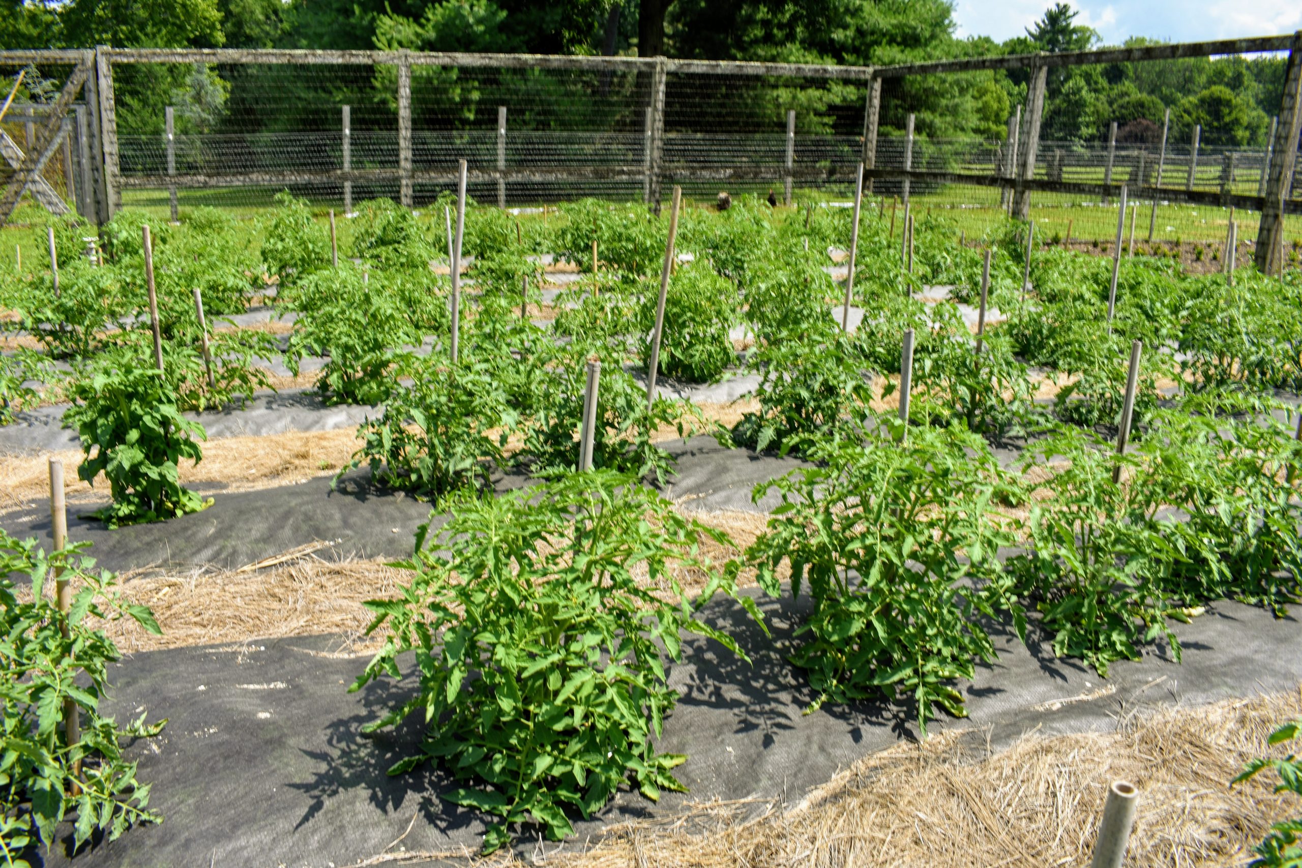 bamboo tomato stakes for sale