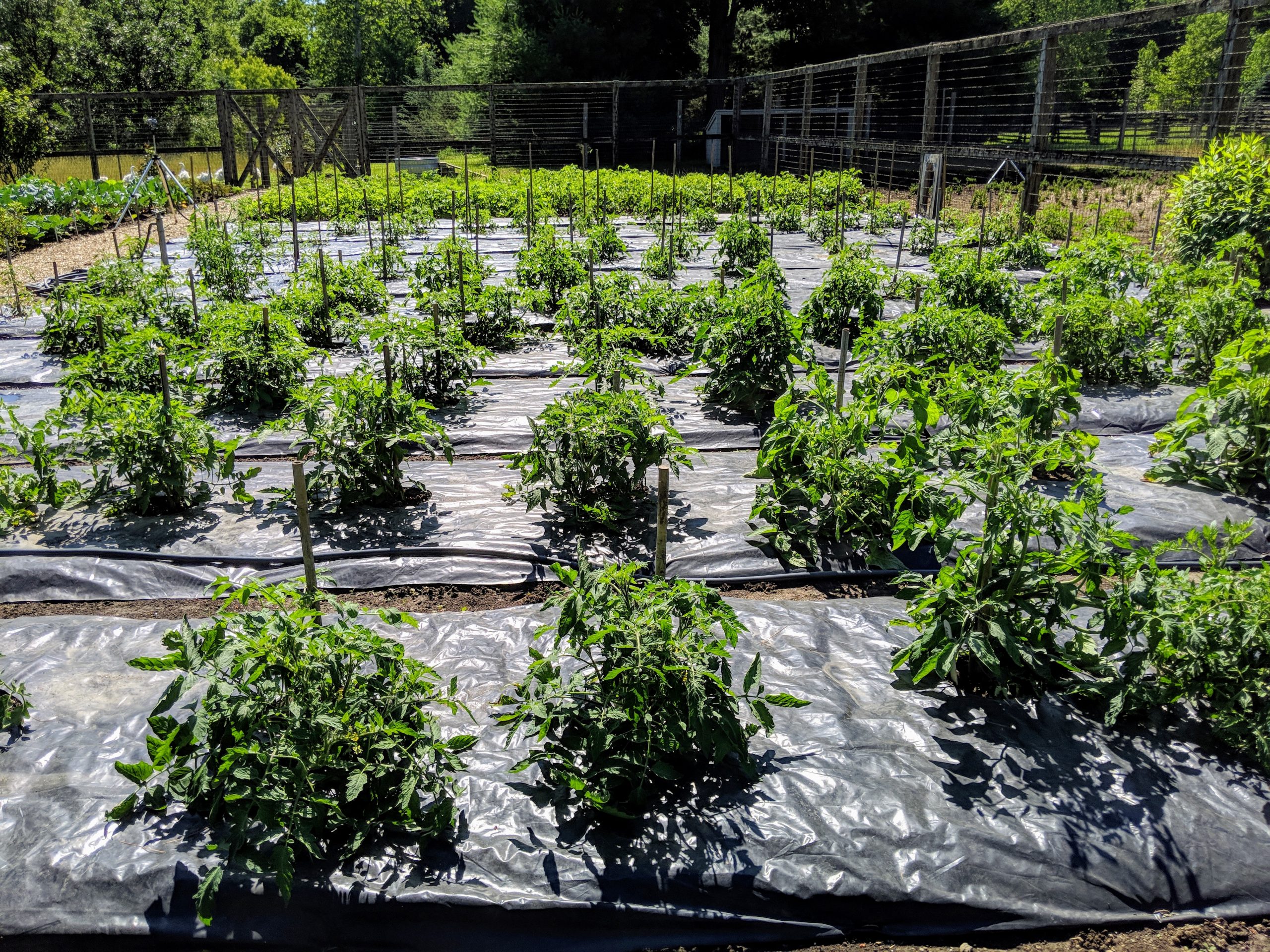 are bamboo stakes good for tomatoes