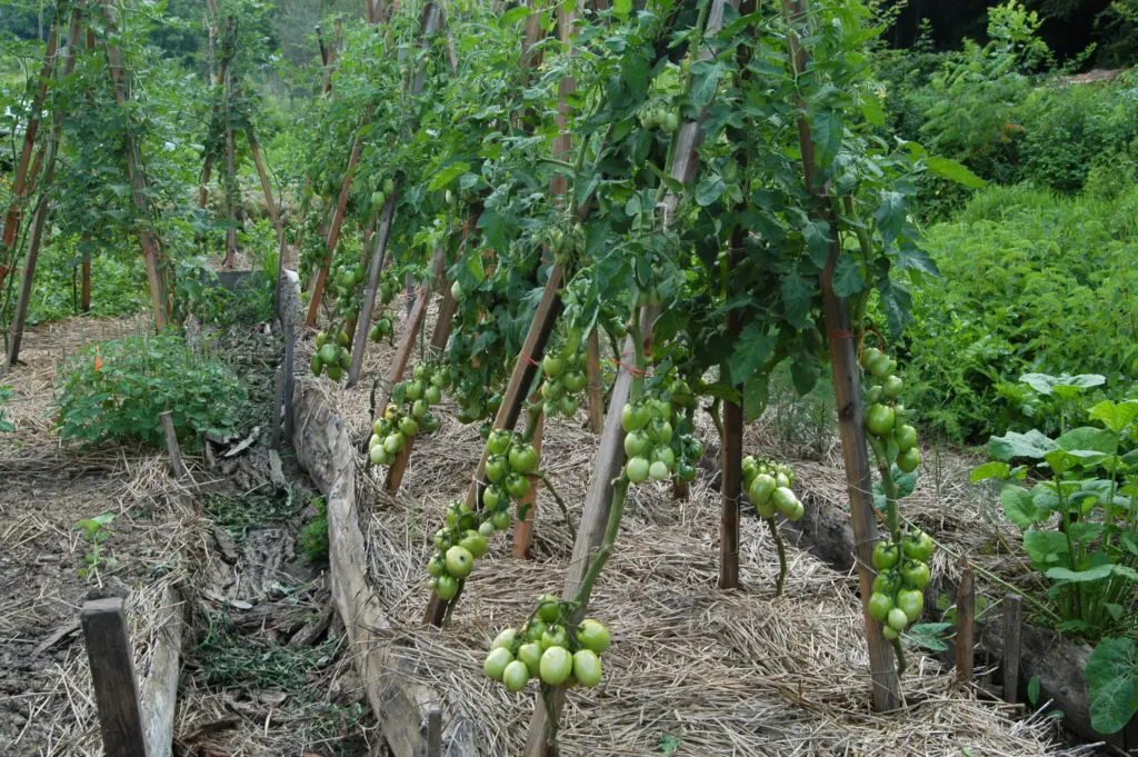 bamboo garden stakes tomato plant