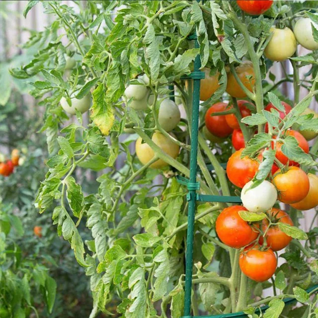 where to buy stakes for tomato plants