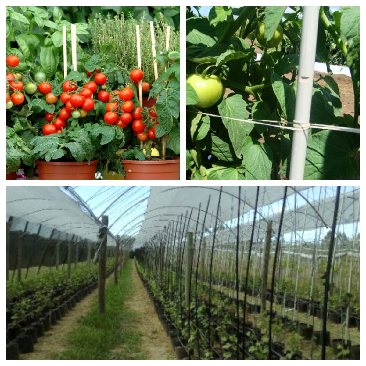 where to buy stakes for tomato plants