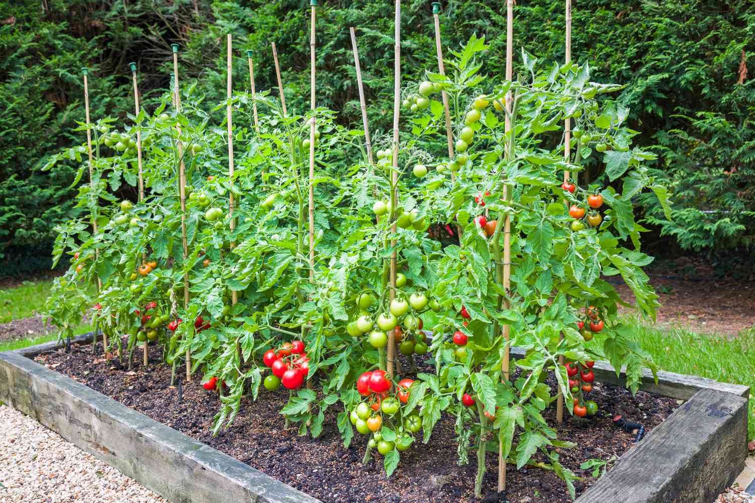 tomato plant stake