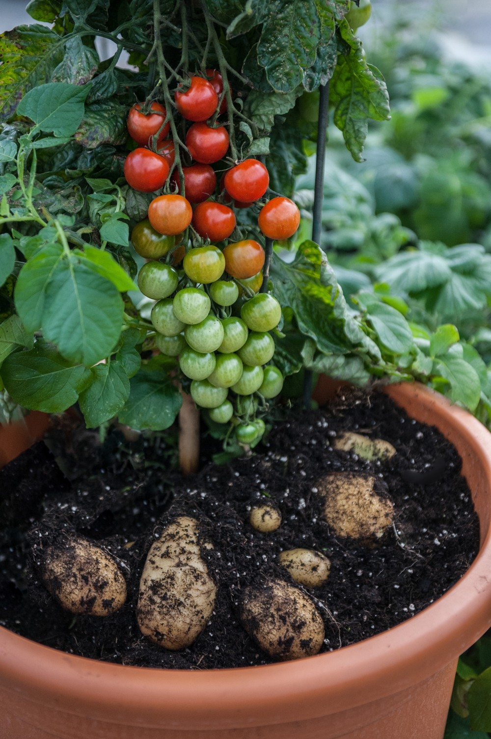 tomato plant stake