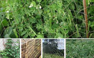 jute netting for sweet peas