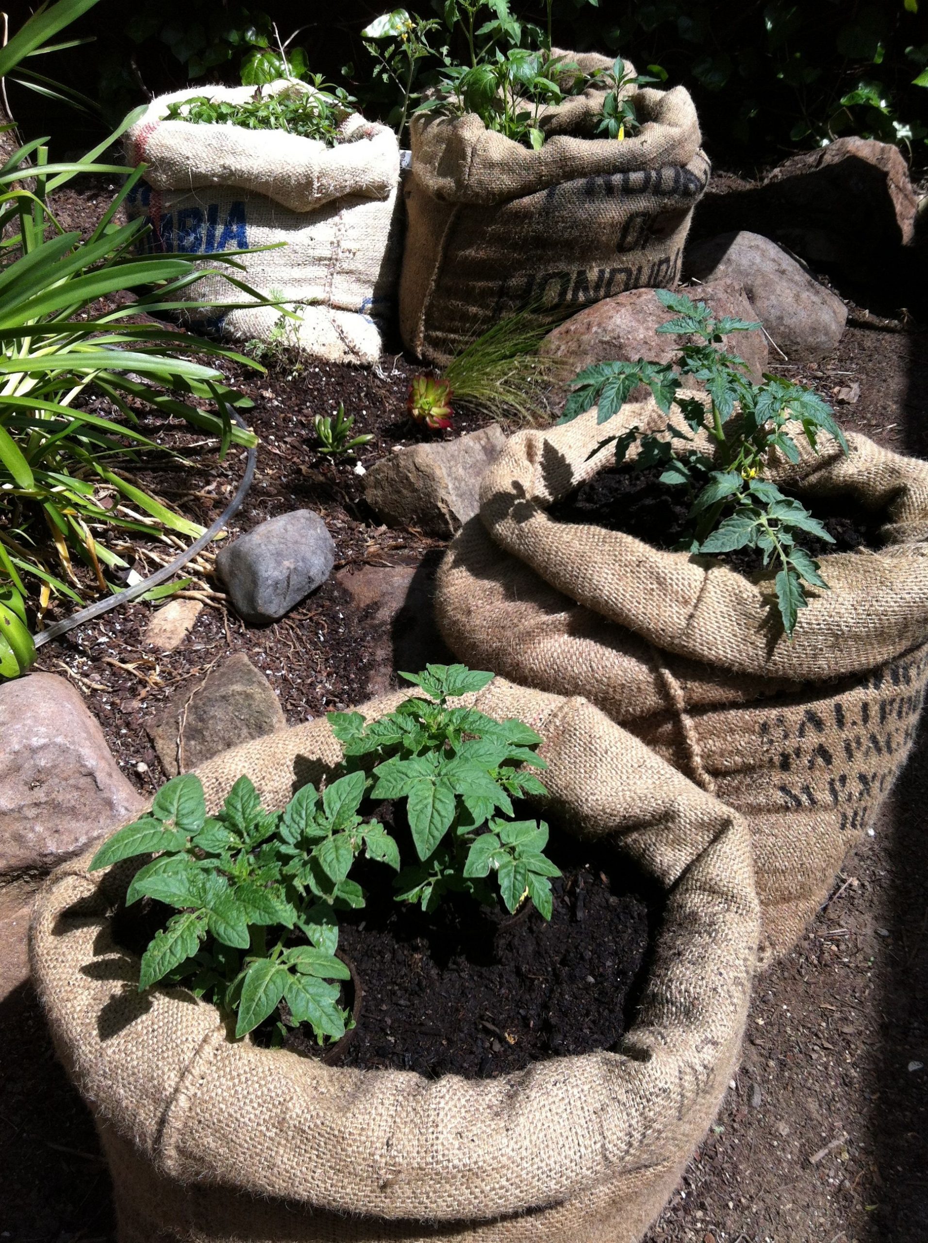 burlap bags for covering plants